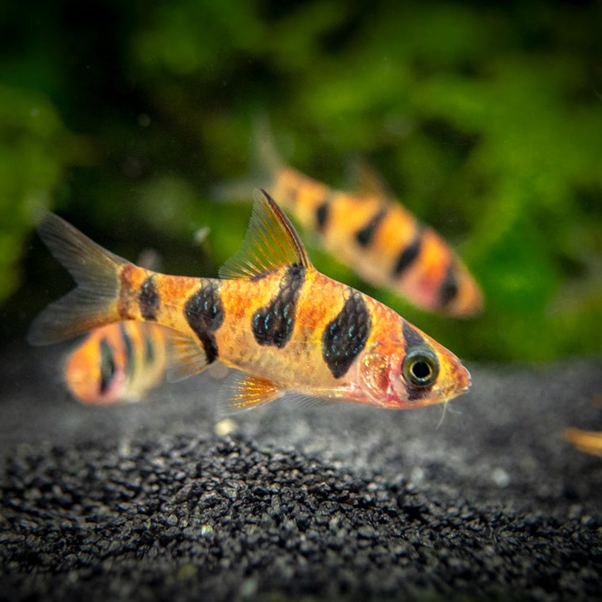 Snakeskin Barb/Rhombo