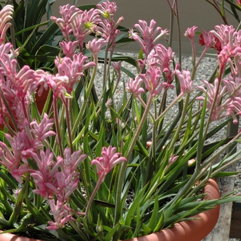 Kangaroo Paw Kanga Pink 1 Gal