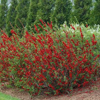 Quince Double Take Scarlet 3 Gal