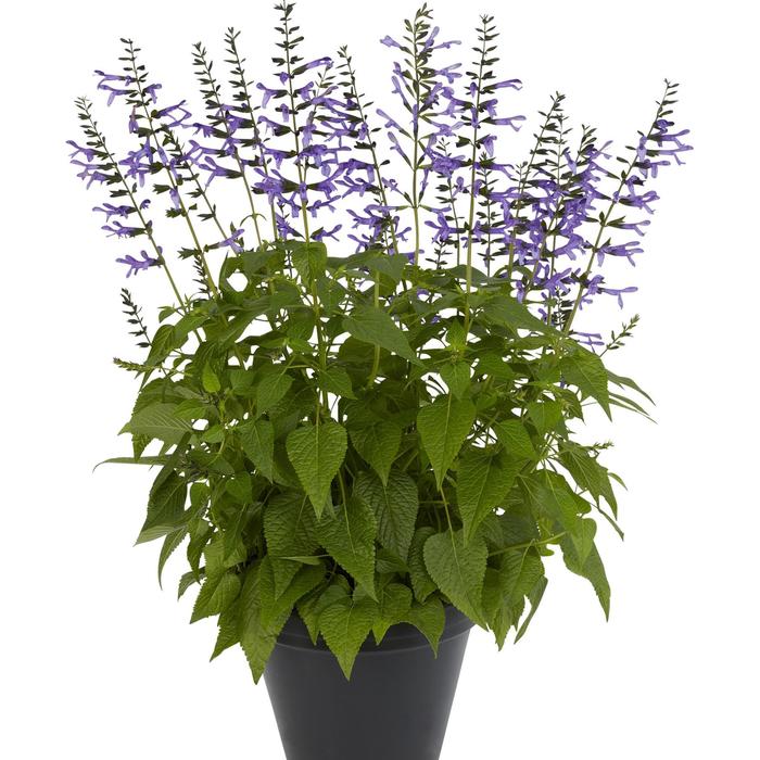 Salvia April Night 1 Gal