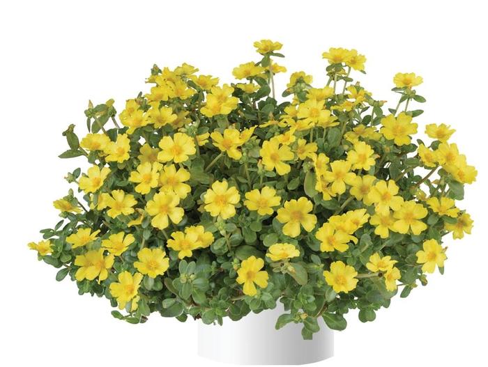Purslane Pazzaz Nano Candy Pink 3.5"