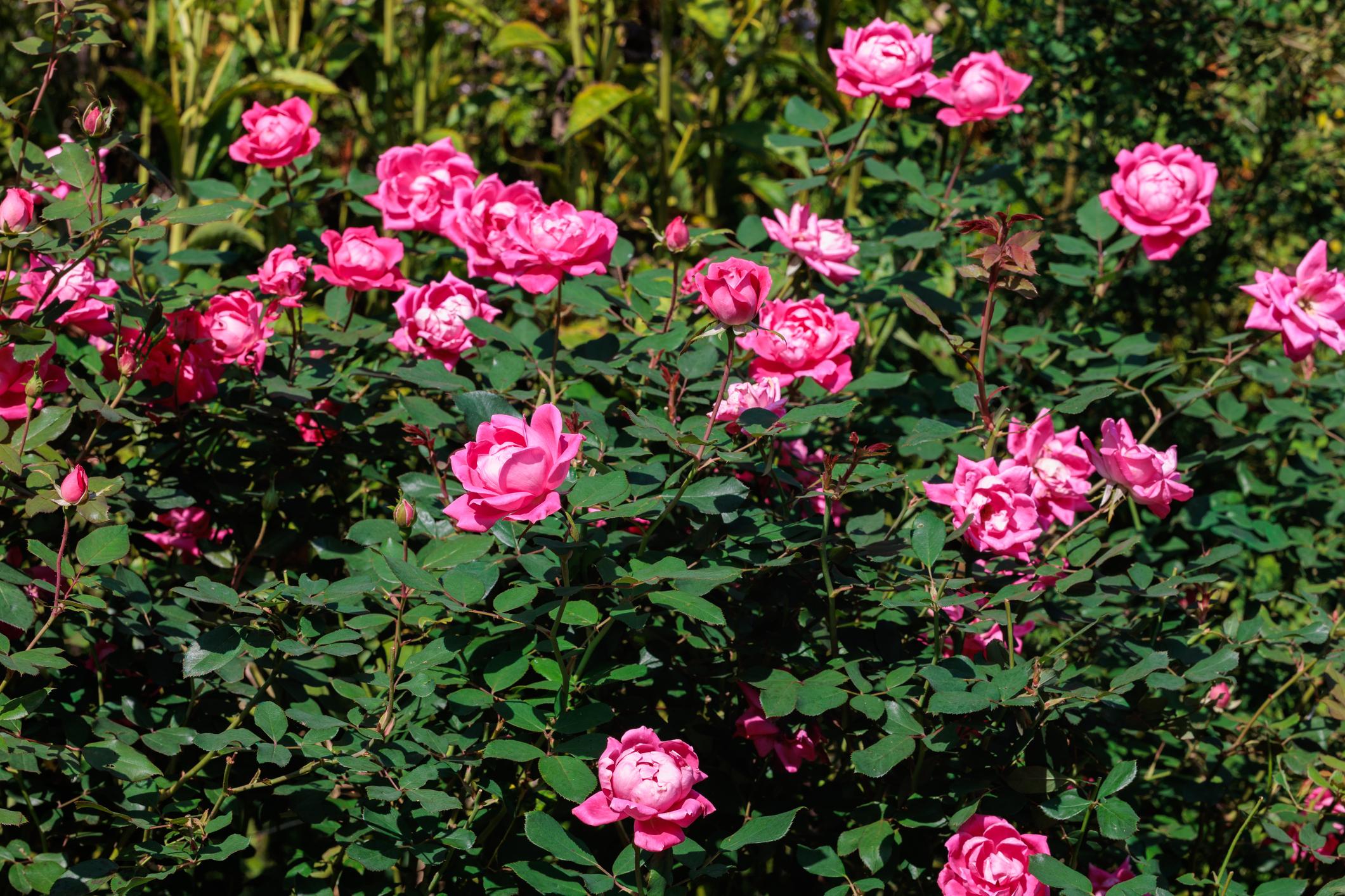 Pink Knock Out® Rose (Rosa 'Radcon')