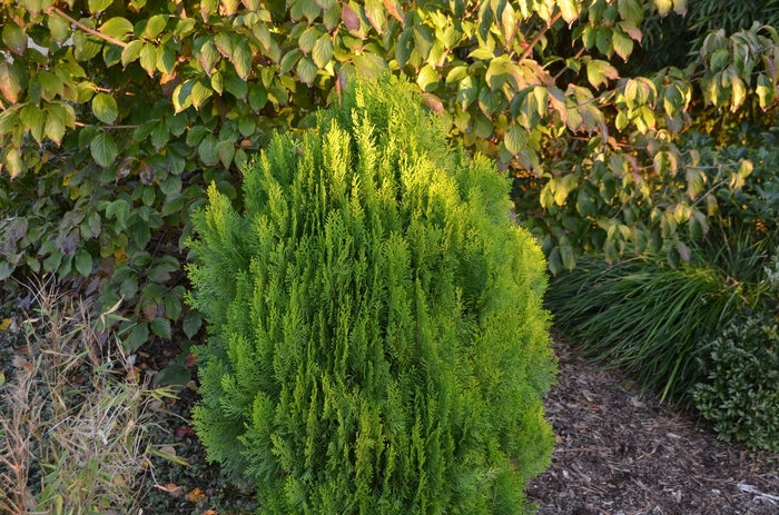 Thuja Horse Mini