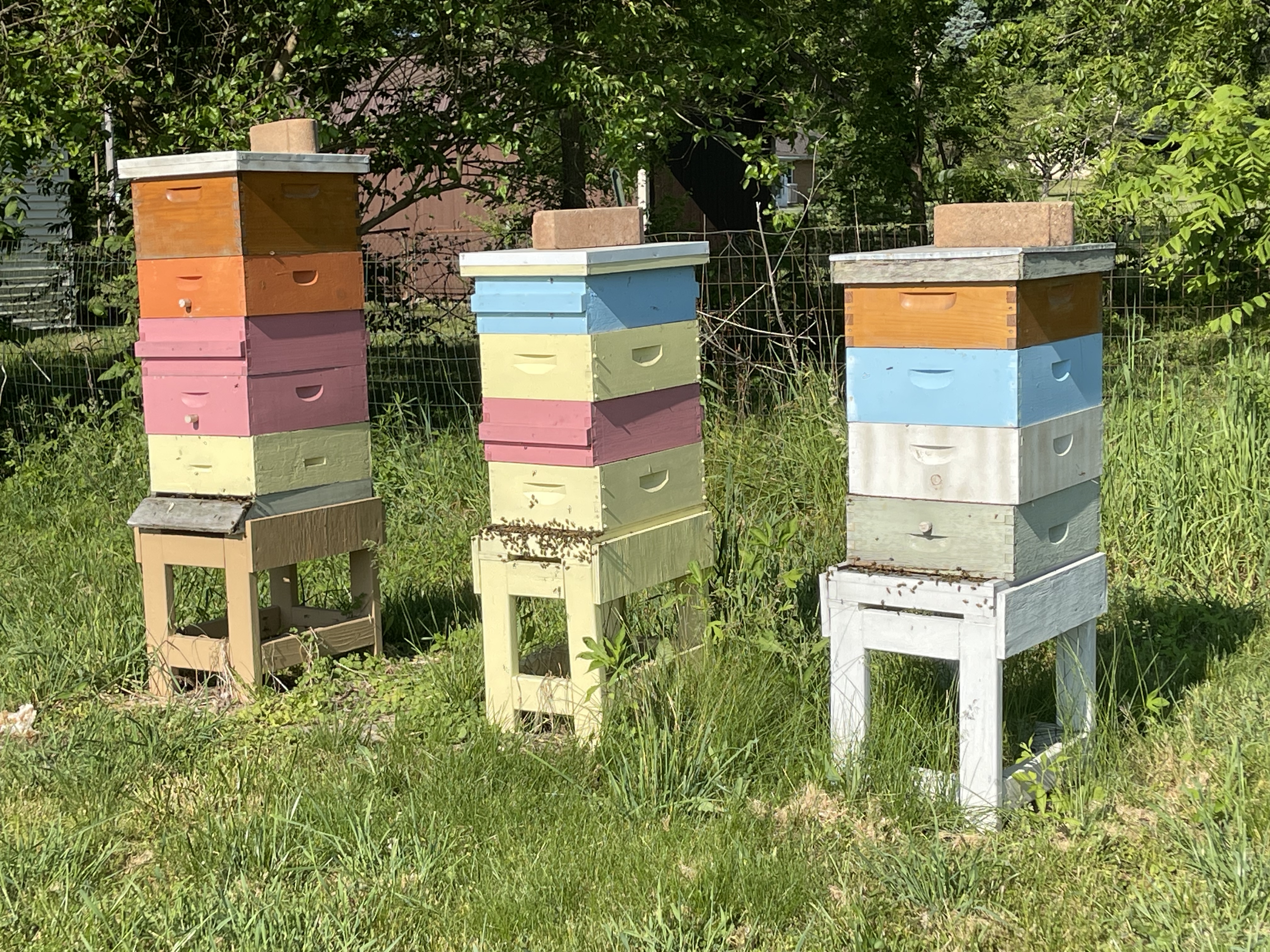 Honey Harvest Class 1, Sat 27 June 2026, 9am-1pm