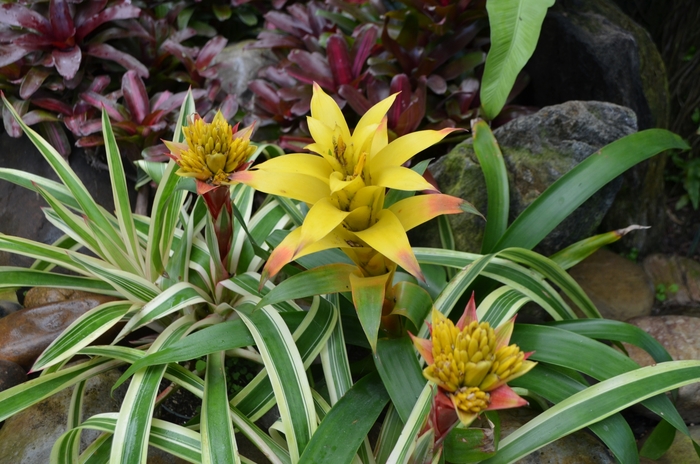 Guzmania 6"