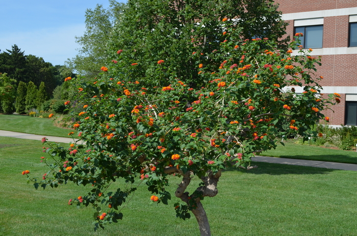 Lantana Gold Quart