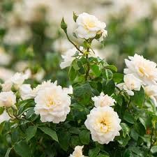 Easy Elegance Champagne Wishes Rose, 2 gallon