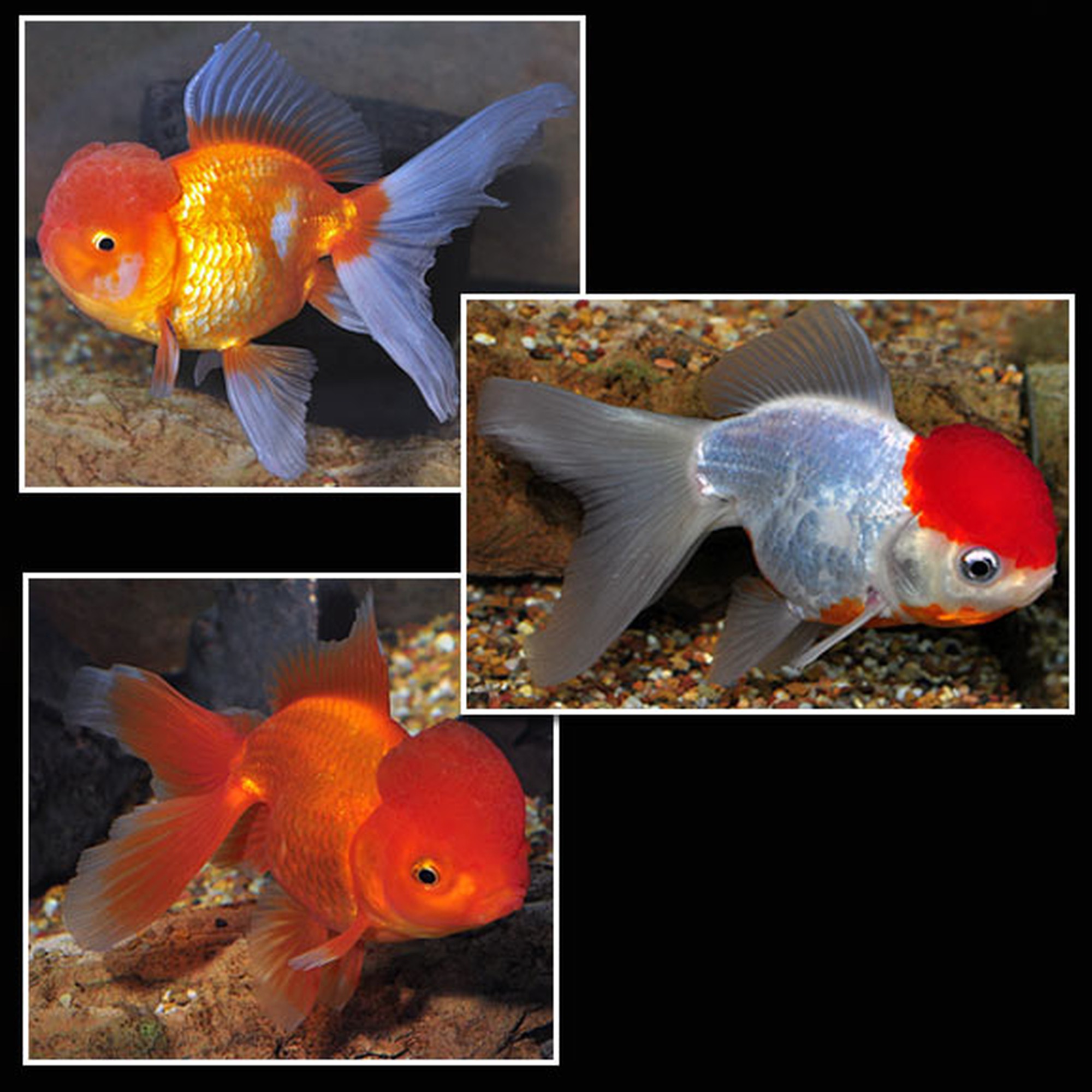Assorted Oranda  Goldfish