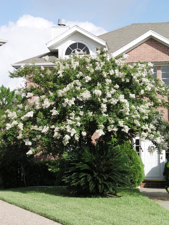 Crape Myrtle Tuscarora 15 gal