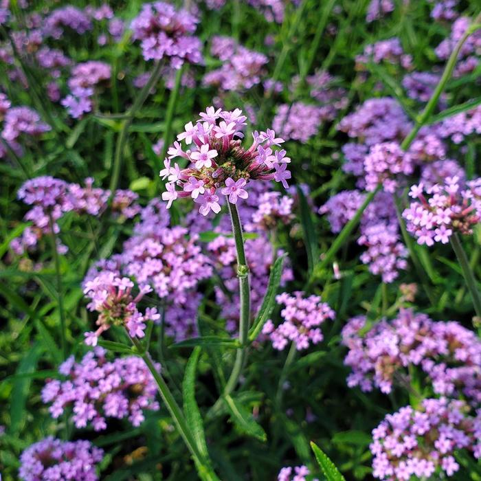 Verbena Bonariensis Meteor Shower 1 Gal PW