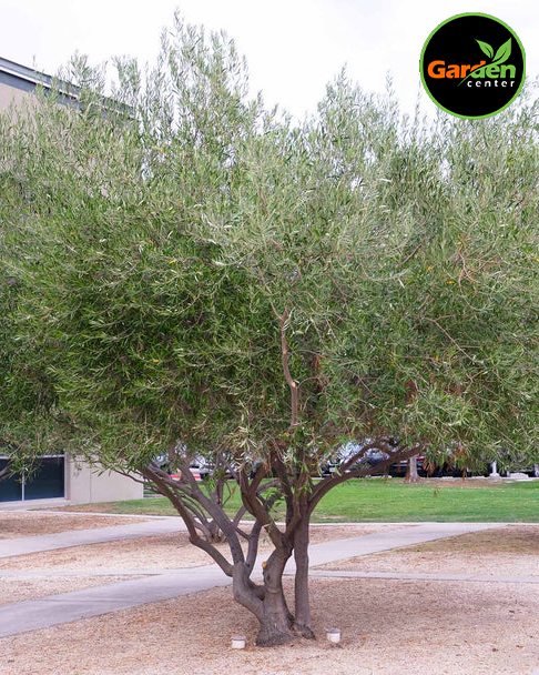 Fruitless Olive 'Swan Hill' at Garden Center of Las Cruces