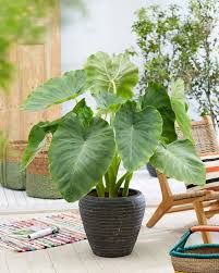 Elephant Ear (Alocasia or Colocasia), 1 gallon