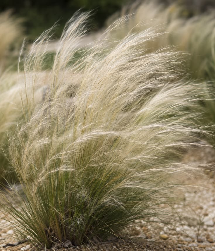 Mexican Feathergrass at Garden Center of Las Cruces