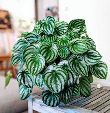 Peperomia 'Watermelon', 4"