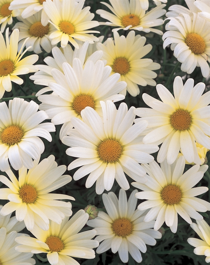 Marguerite Daisy Angelic Giant Pink 1 Gal