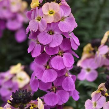 Wallflower Purple 2 Gal