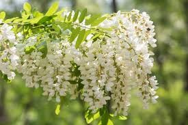Japanese Pagoda Tree (Sophora), 5 gallon