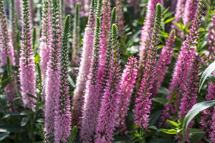 Veronica Longifolia Dark Blue 1 Gal