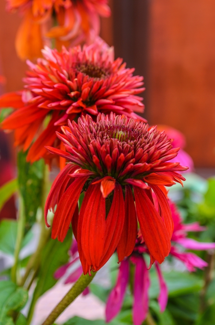 Coneflower Double Scoop Raspberry Deluxe 1 Gal