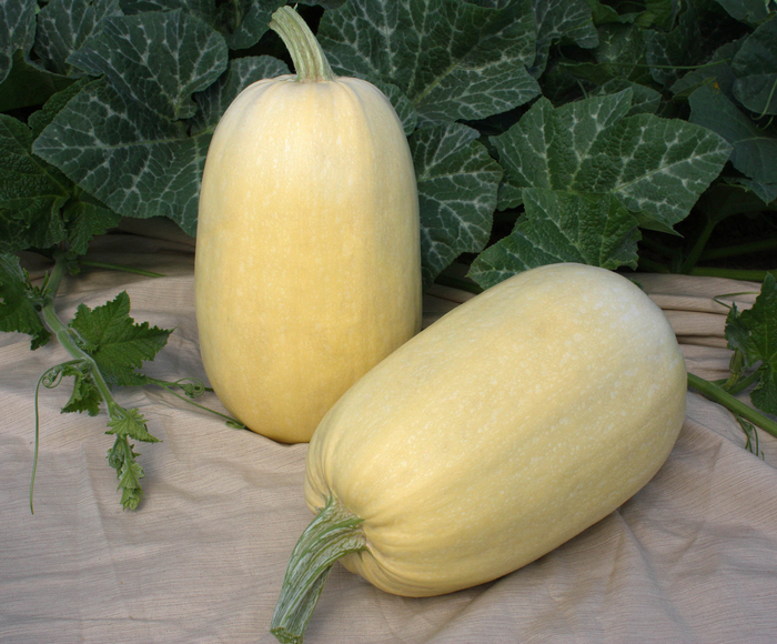 Vegetables 4"