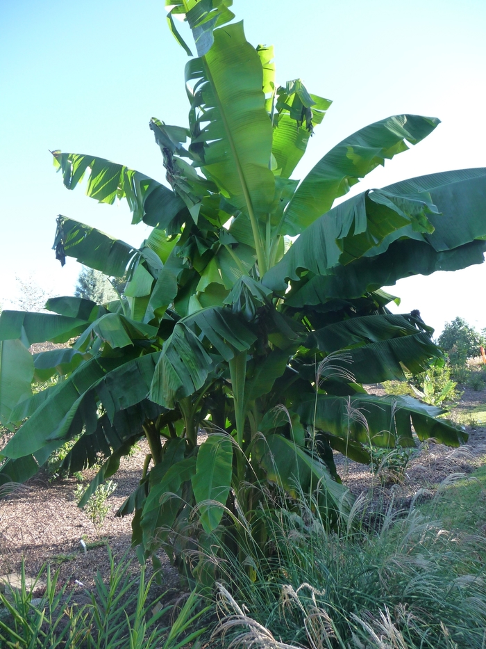 Banana Ensete 3 Gal