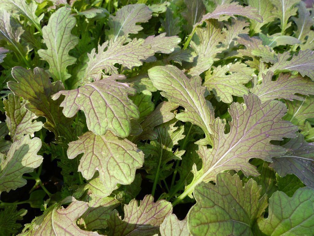 2x Mustard Red Dragon Plug Plants – Microgreens / Salad Leaves - Hardy Mustard
