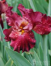 War Chief Iris, 1 gallon