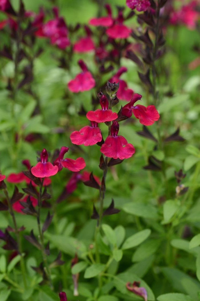 Salvia Mirage Cherry Red 3 Gal
