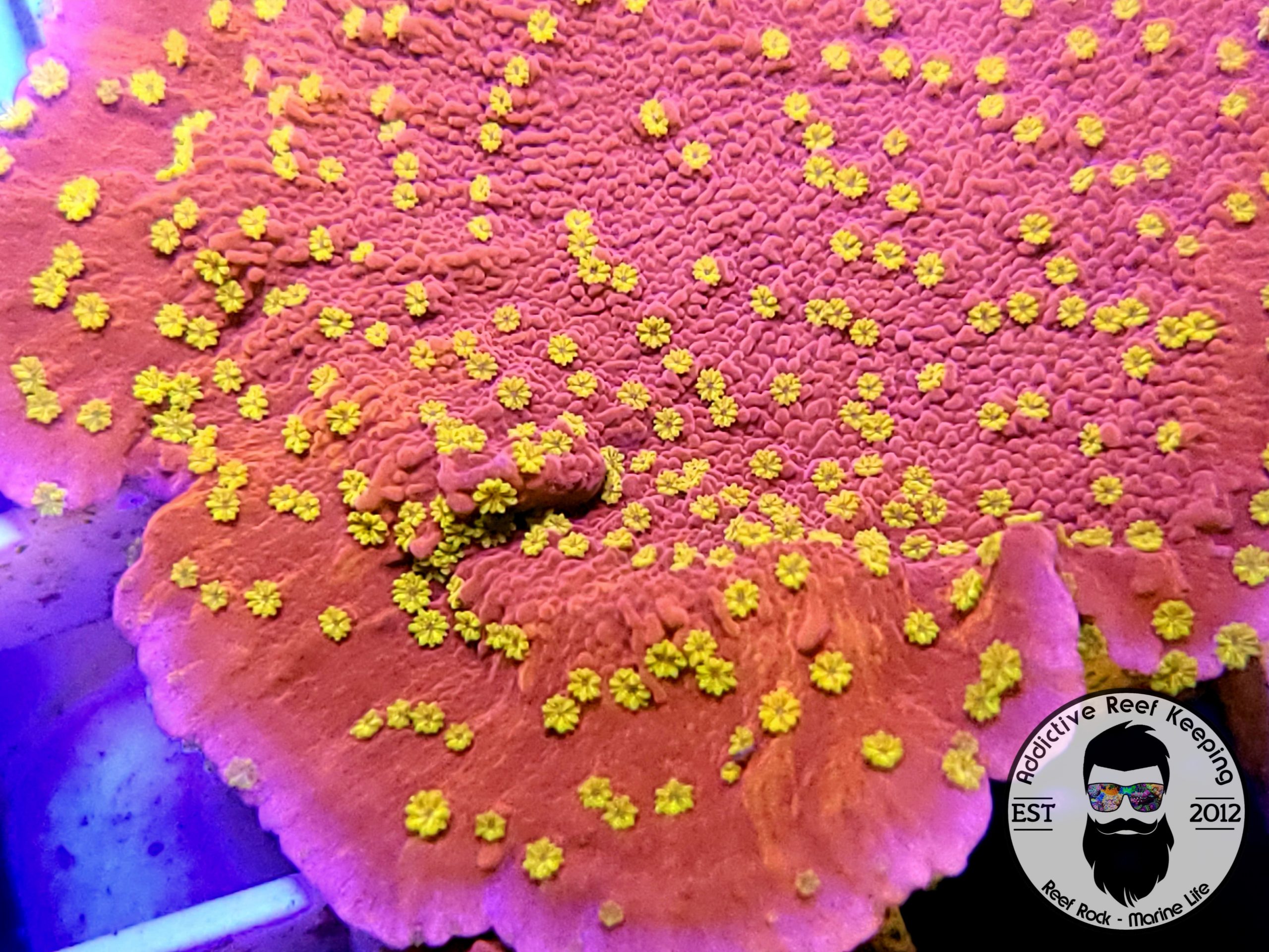 WWC Starburst Montipora 1” Frag