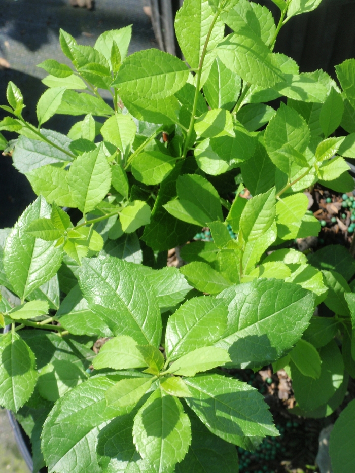 Dwarf Yaupon Holly Nana 3 Gal