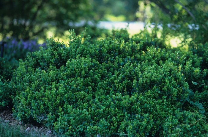 Barberry Bagatelle 1 Gal