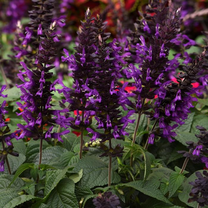 Salvia Purple and Bloom 3 Gal