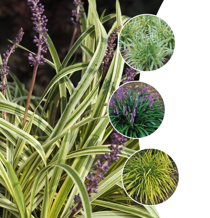 Liriope Muscari Gigant 3 Gal