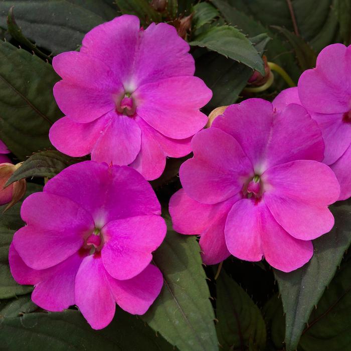 Sunpatiens Compact Happy Days Mix 3 Gal