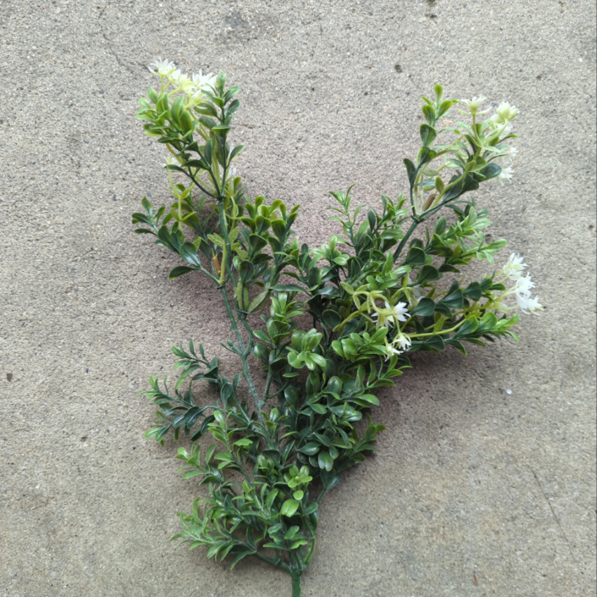 Wild flower white budding draping bush