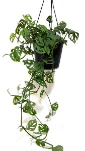 Monstera 'Swiss Cheese', 8" HB