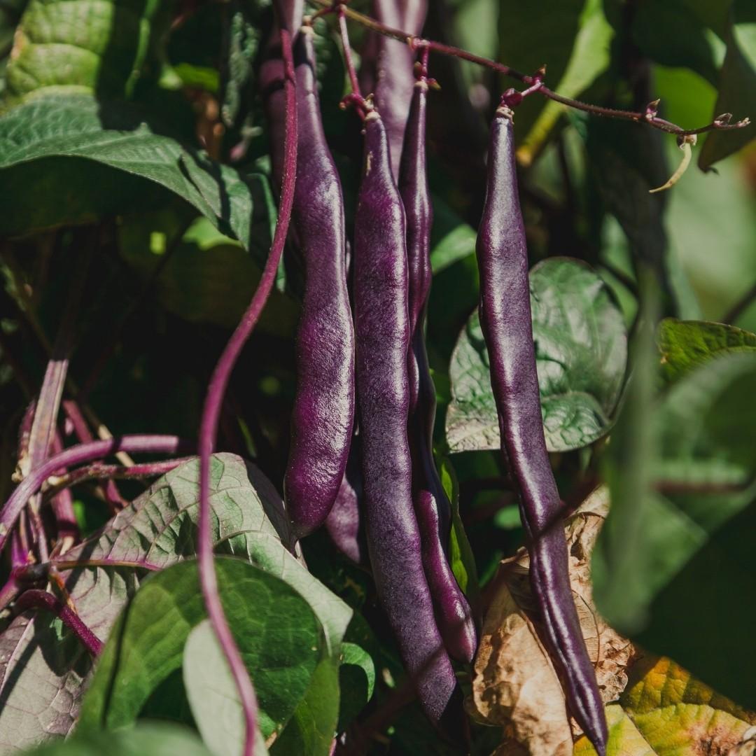 French Climbing Bean A Cosse Violette - 2x Plug Plants - Heavy Cropper