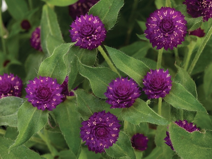 Gomphrena Pinball Purple 1 Gal PW