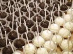 Individual - Gourmet Cake Pops