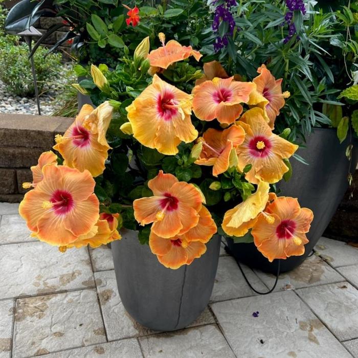 Hibiscus Starry Wind Tradewinds 3 Gal