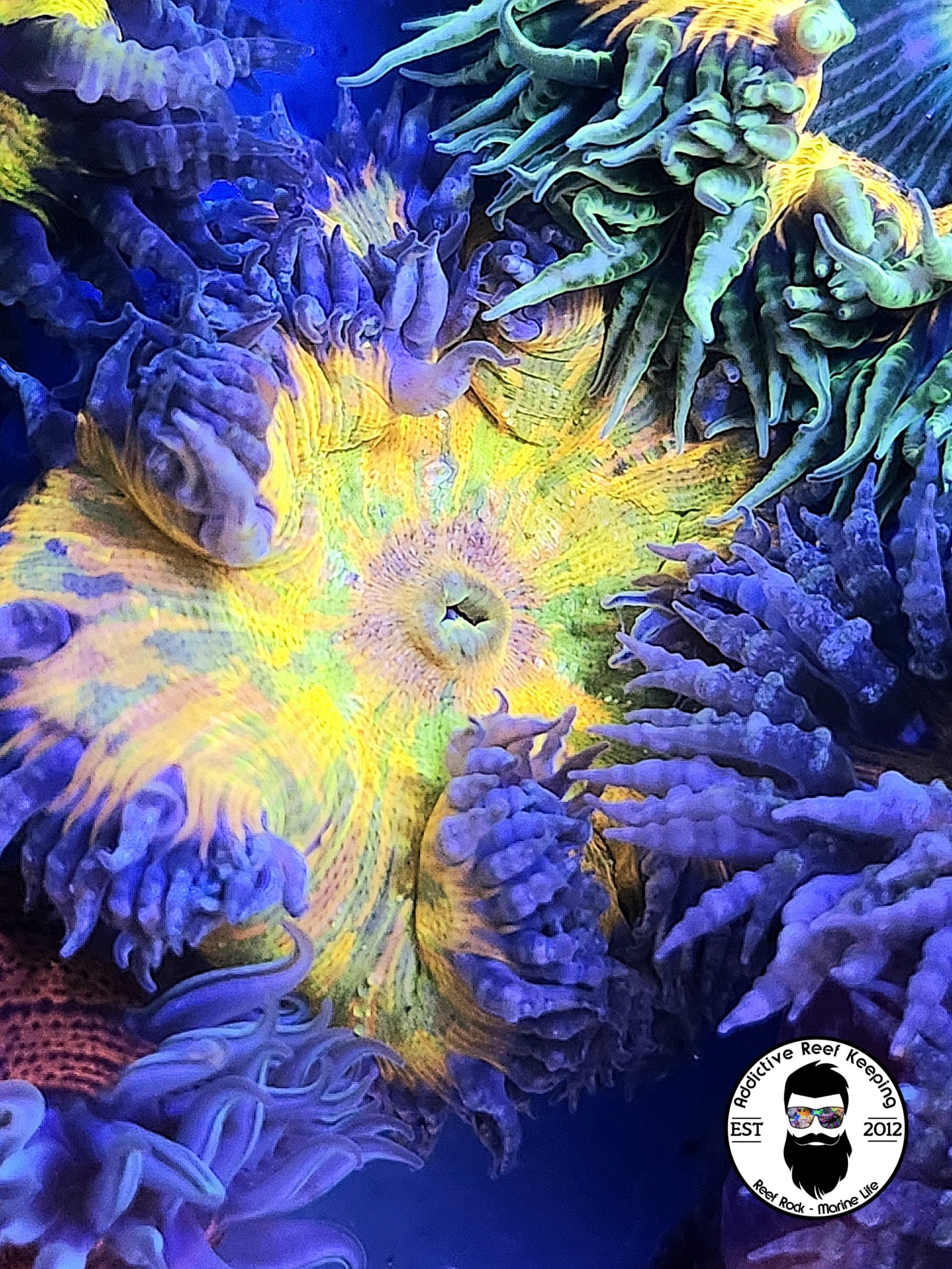 WYSIWYG ROCK FLOWER SPLATTER