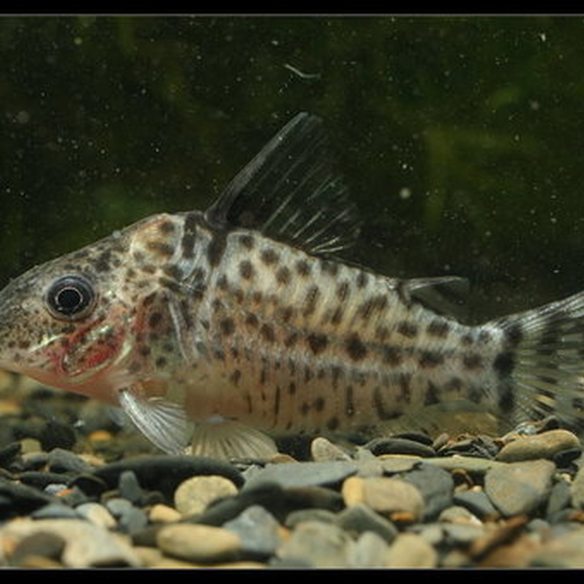 Agassizi Corydoras