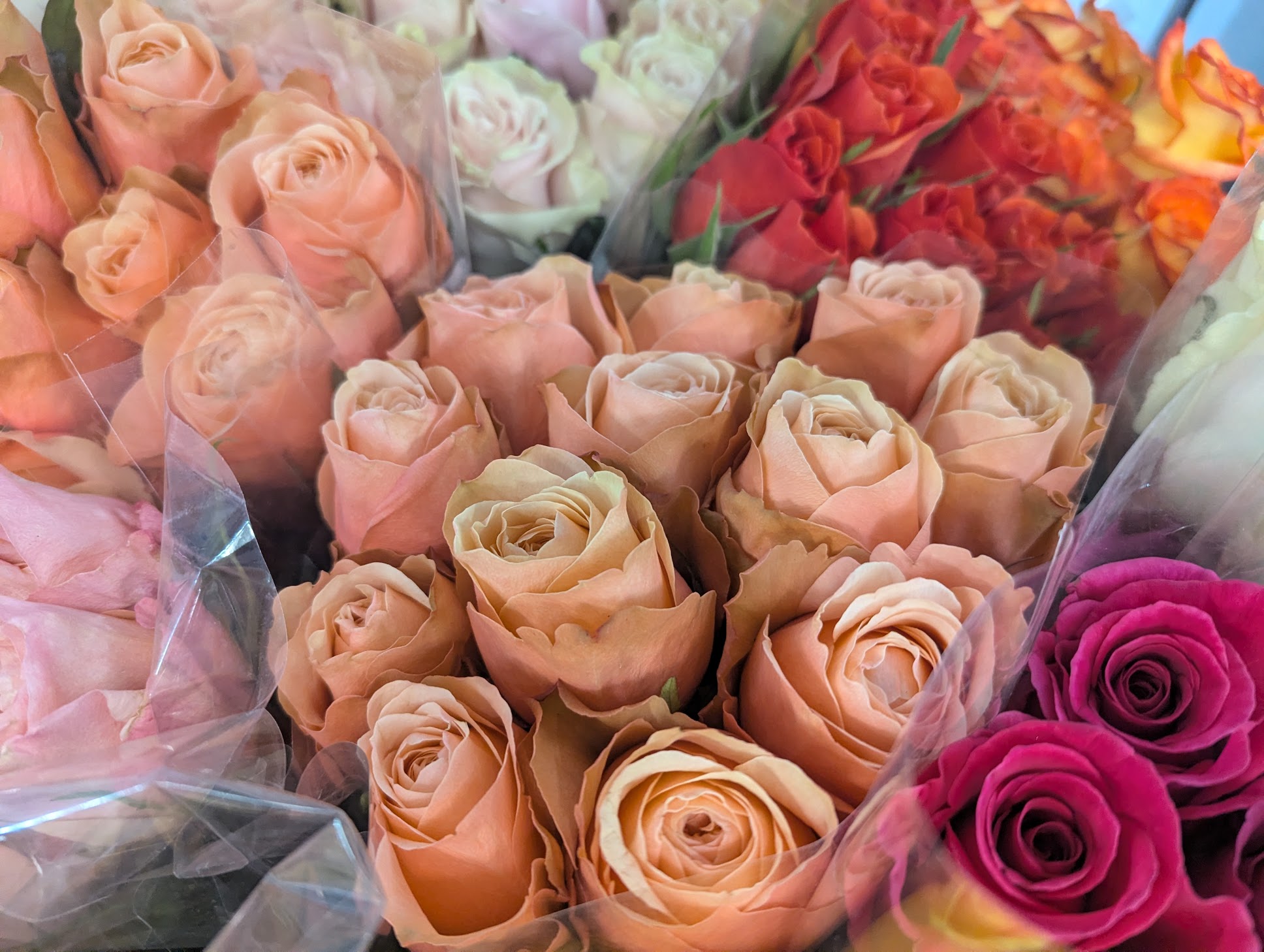 Valentine | Sweetheart Colored Roses - 2 Dozen Colored Roses Vased