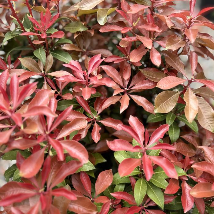 Pieris Mountain Snow 2 Gal