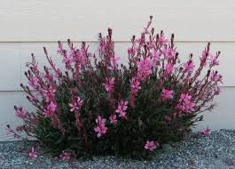 Crimson Gaura, 1 gallon