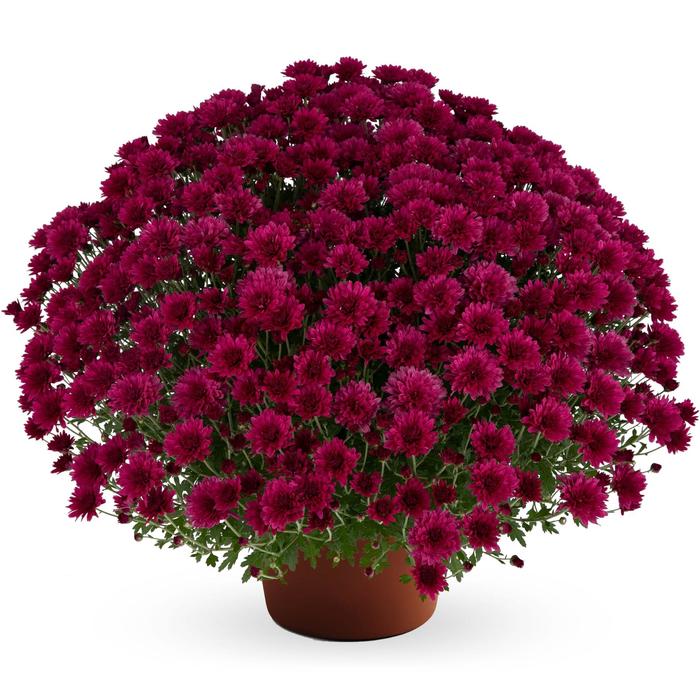 Mum Gabbie Purple 8"
