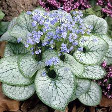 Jack Frost Siberian Bugloss (Brunnera), 1 gallon