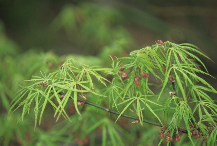 Japanese Maple Crimson Queen 6 Gal