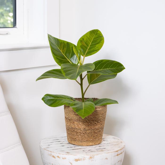 Ficus Audrey Bush 12"