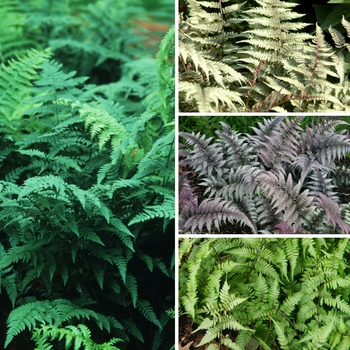 Fern Southern Wood 1 Gal